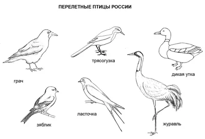 Летние птицы в Манитобе