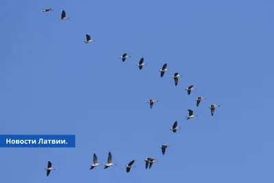 63 вида зимующих птиц насчитали в Брянской области - МК Брянск
