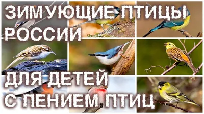 What birds remain to winter in Russia 55 Birds of Russia - YouTube