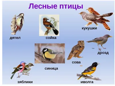 Видеоурок «Перелётные птицы» - YouTube