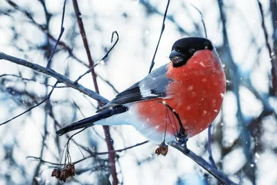 зимующие птицы южного урала фото