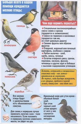 Педагогический проект на тему: \"Зимующие птицы Южного Урала\"