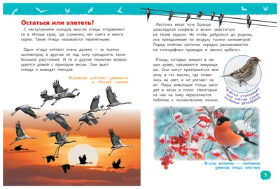 Зимующие птицы Урала 2 класс презентация, доклад, проект