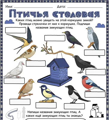 Около 45 видов птиц останутся на зимовку в Томской области | ОБЩЕСТВО | АиФ  Томск