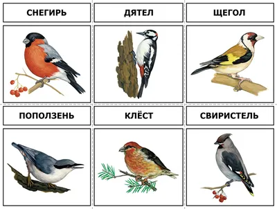 Перелетные птицы детям - картинки и фото poknok.art