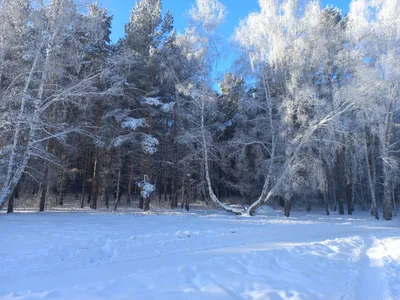 Здравствуй, зимушка-зима | Библиотеки Архангельска