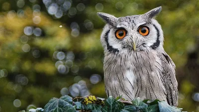 Злая Owl — стоковые фотографии и другие картинки Сова - Сова, Гнев, Клюв -  iStock