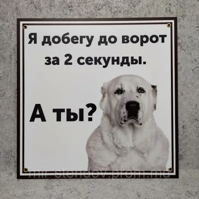 Табличка злая собака в Молдове. Сравнить цены, купить потребительские  товары на маркетплейсе Prom.md