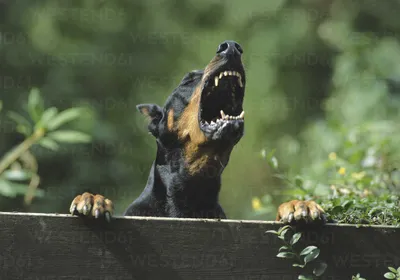 𝐓𝐇𝐔𝐆𝐁𝐑𝐁𝐈𝐄$♡ . | Scary dogs, Doberman puppy, Doberman pinscher dog