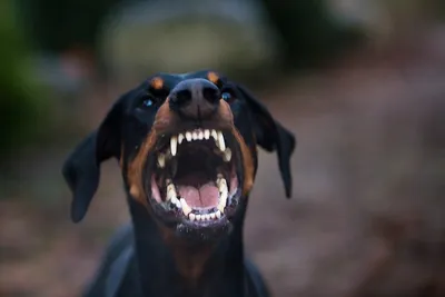 Angry doberman pinscher #dog #2K #wallpaper #hdwallpaper #desktop |  Doberman pinscher dog, Doberman, Doberman pinscher