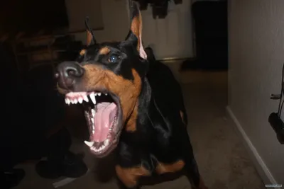 Portrait Of Angry Doberman Dog Looks Menacing On Isolated Black Background  Stock Photo, Picture and Royalty Free Image. Image 133958480.