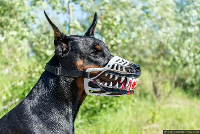 Angry and aggressive doberman dog mascot 10876581 Vector Art at Vecteezy