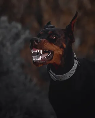 Angry🖤🐕🐾😡 - 📸 Via From:@gameofdobes - Tag someone who needs to see… |  Instagram