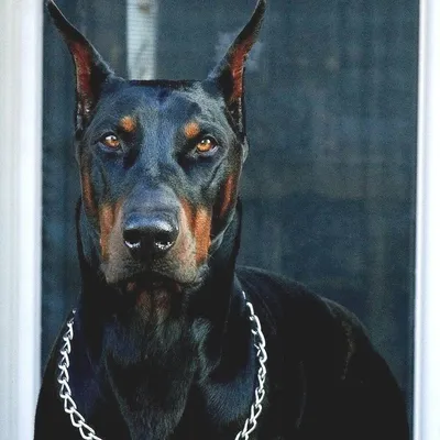 Собаки доберман убийца злой (62 фото) - картинки sobakovod.club