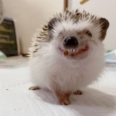 Злой ёж)) | Hedgehog pet, Cute hedgehog, Hedgehog animal