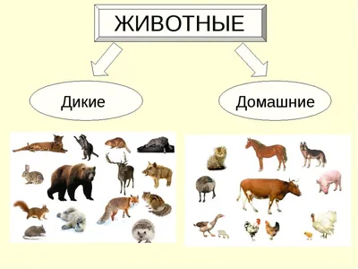 Злые и опасные животные захватили …» — создано в Шедевруме