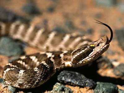 Ядовитые змеи России с фото и названиями: 6 самых опасных видов | Вокруг  Света
