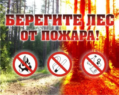 Картинки окружающий мир правила поведения в лесу (70 фото) » Картинки и  статусы про окружающий мир вокруг