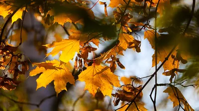 Солнечная золотая осень (45 фото) - 45 фото