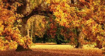 Золотая осень в Екатерининском парке... Большой пруд. Павильон Грот..  Photographer Pavlova Marina