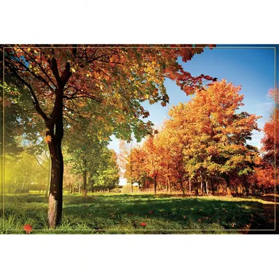 Золотая Осень» картина Гапонова Сергея маслом на холсте — купить на  ArtNow.ru