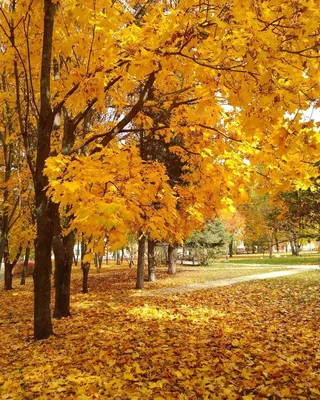 Золотая осень (98 фото) - 98 фото
