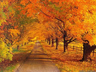 красивые осенние листья Золотая осень Селективная фокусировка Стоковое  Изображение - изображение насчитывающей счастливо, руки: 159322509