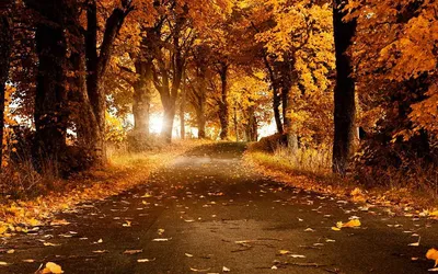 КРАСИВЫЕ КАДРЫ on Instagram: \"Добрый вечер, друзья! 🍁🍂🍁 Золотая осень в  Москве. 🍁🍂🍁 Больше красивых фото по ссылке в профиле. Благодарим  @andrey_rat… | Картины пейзажа, Пейзажи, Осень