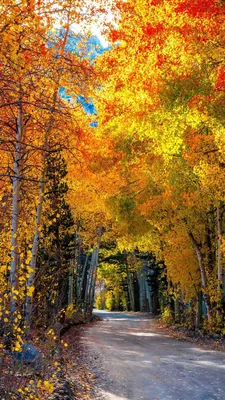 Золотая осень в деревне) фотки на телефон | Пикабу