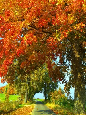 Золотая осень, ковёр из листьев на солнце - обои на телефон