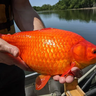 Золотая рыбка - оранда красная | ЗООМАГ