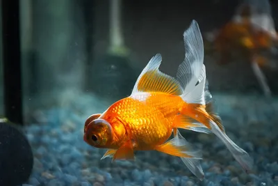 Золотая рыбка, мегачеткость, …» — создано в Шедевруме