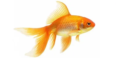 Приснилась золотая рыбка, что это значит | Пикабу