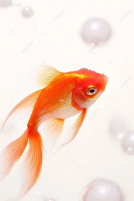 Золотая рыбка в воде, водоросли …» — создано в Шедевруме