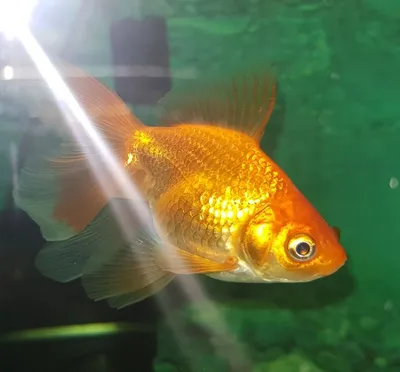 131 564 рез. по запросу «Золотая рыбка» — изображения, стоковые фотографии,  трехмерные объекты и векторная графика | Shutterstock