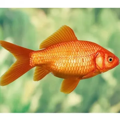 Золотая рыбка картинки фотографии