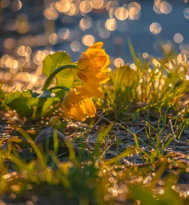 Золотые цветы на рассвете — Фото №1366750