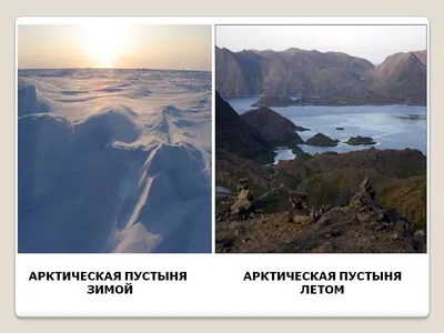 Зона арктических пустынь: географическая характеристика, флора и фауна и  экологические проблемы