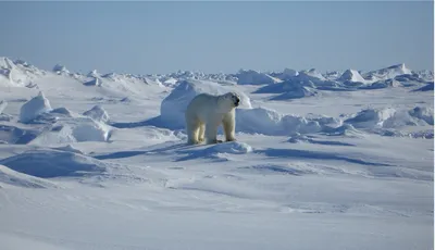 Арктический фон (89 фото)