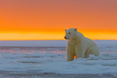 Как климат влияет на природу Арктики | Частный корреспондент | Дзен