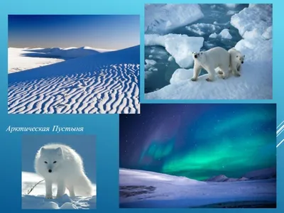 Зона Арктических пустынь (4 класс) - презентация, доклад, проект
