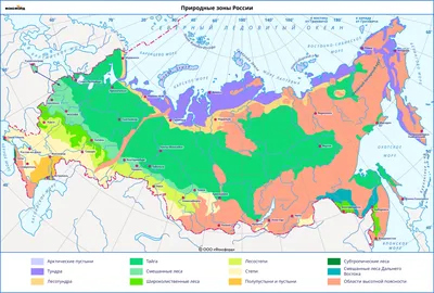 Презентация на тему \"Зона степей\"