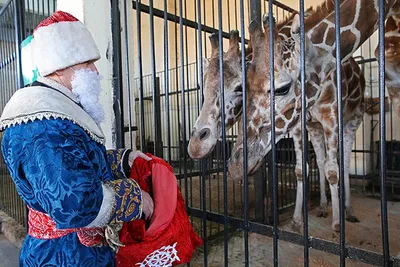 Животных частного зоопарка Навои доставили в Ташкент на реабилитацию –  Новости Узбекистана – Газета.uz