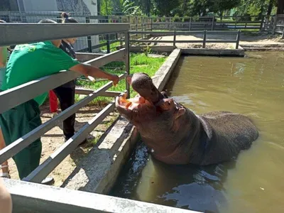Ягуар Бахт, медведица Нюра и вуалевый песец: каких животных можно взять под  опеку в Минском зоопарке