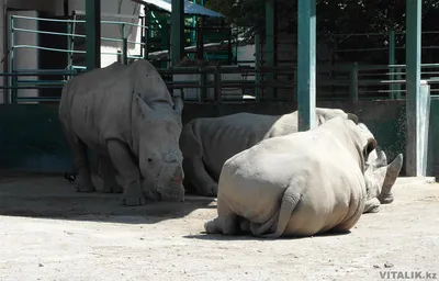 Как живут животные в зоопарке Алматы