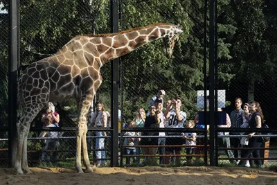 Топ-10 зоопарков России