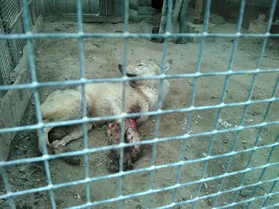 Мы не эстетики просили, а чтобы животным создали нормальные условия» - на  зоопарк в Навои подали 70 жалоб - Anhor