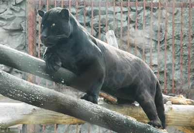 Почему в Таллиннском зоопарке регулярно погибают животные? - Delfi RUS