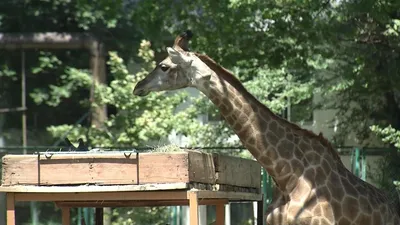 Николаевский зоопарк: спасти животных от войны | Euronews