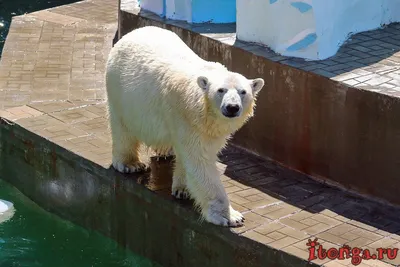 В Киевский зоопарк пришла весна. Как выглядят животные после зимовки |  Українські Новини